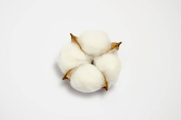 Cotton plant flower isolated on the gray background. Cotton plant flower isolated on the gray background. cotton cotton ball fiber white stock pictures, royalty-free photos & images
