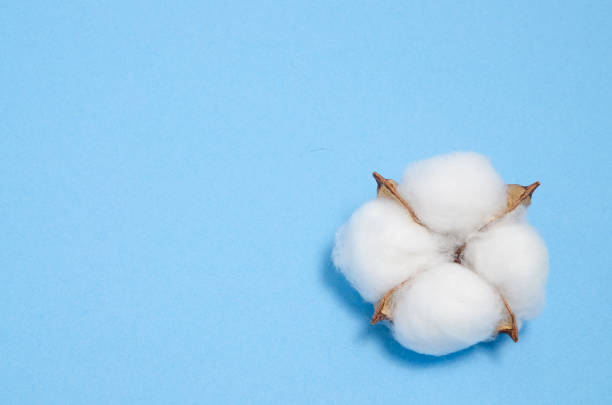 baumwoll-pflanzenblume isoliert auf dem blauen hintergrund. - cotton flower textile textile industry stock-fotos und bilder