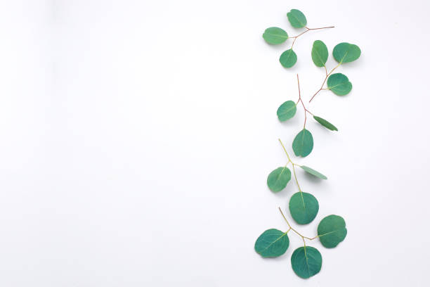 istock Eucalyptus frame made of cotton flower and eucalyptus branches on white background. Flat lay, top view. copy space 1204194221