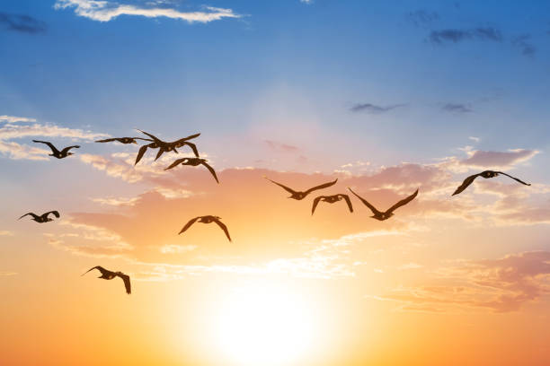 istock birds fly on a sunset background 1204194223