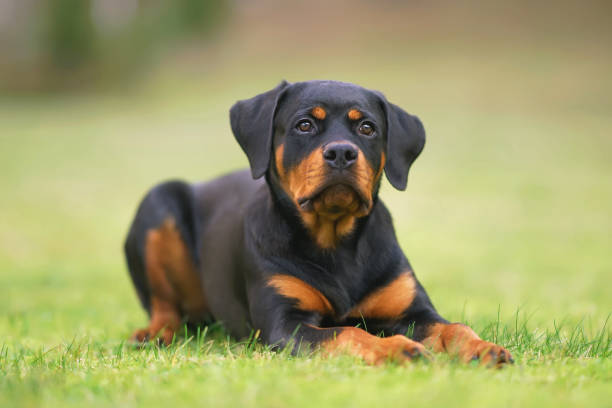 istock Cute black and tan Rottweiler puppy posing outdoors lying down on a green grass 1204196050