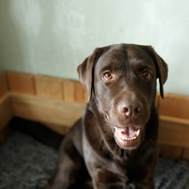 istock Brown chocolate Labrador retriever sitting sadly on his dog bed alone 1204196086