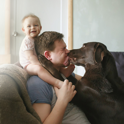 Family portrait of young handsome father with cute smiling little infant sitting on his shoulders and pet labrador retriever licking his face and hugging, side view