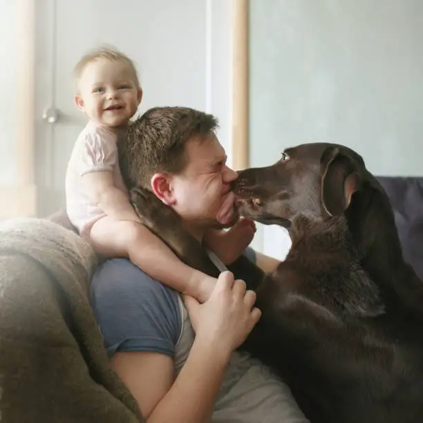 Photo of Young handsome father with cute smiling little infant sitting on his shoulders and pet labrador retriever