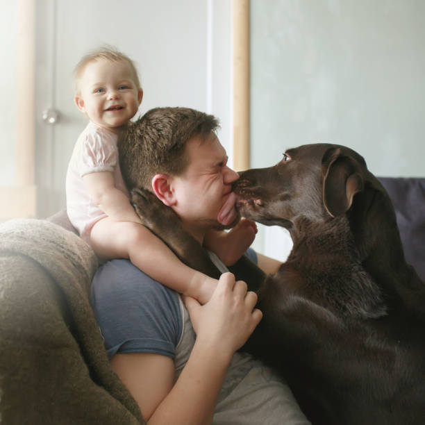 młody przystojny ojciec z uroczym uśmiechniętym małym niemowlęciem siedzącym na ramionach i labradorem - pets baby young animal child zdjęcia i obrazy z banku zdjęć