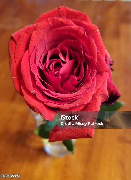Red Rose Stock Photo - Download Image Now - Beauty, Close-up, Flower