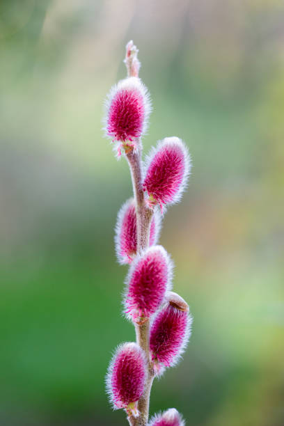 Japanese Pussy Willow Salix gracilistyla - fotografia de stock