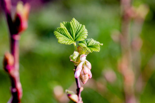 Flowering Currant Bush - fotografia de stock