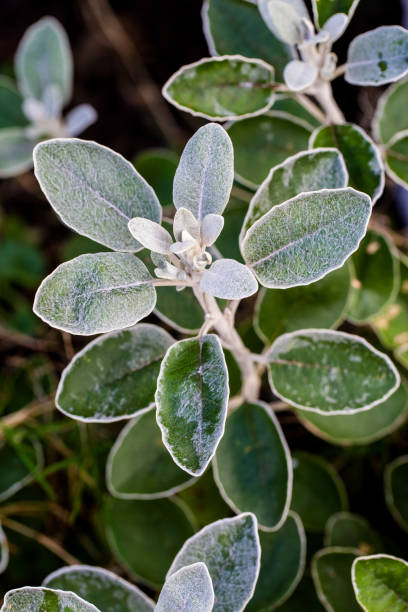 Foliage of Brachyglottis greyi - fotografia de stock