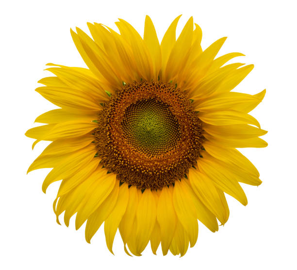 istock Sunflower flower, Closeup isolated on white background 1204207329
