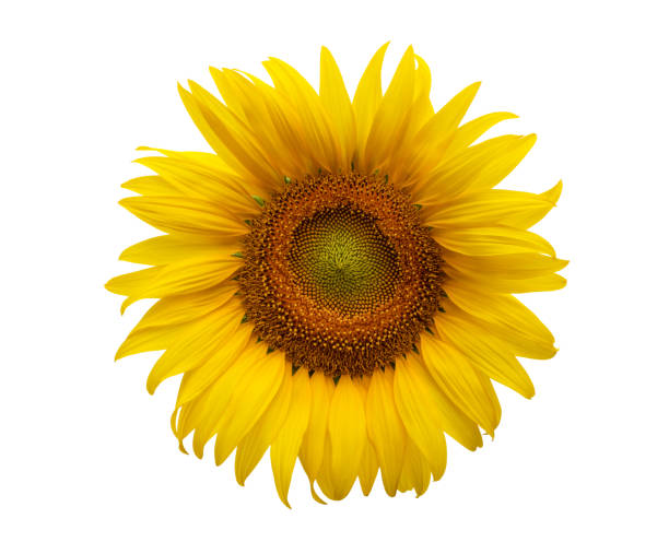 istock Sunflower flower, Closeup isolated on white background 1204207345