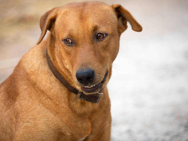 istock close up of, Red male dog 1204207347