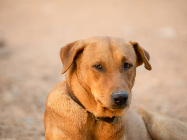 istock close up of, Red male dog 1204207355