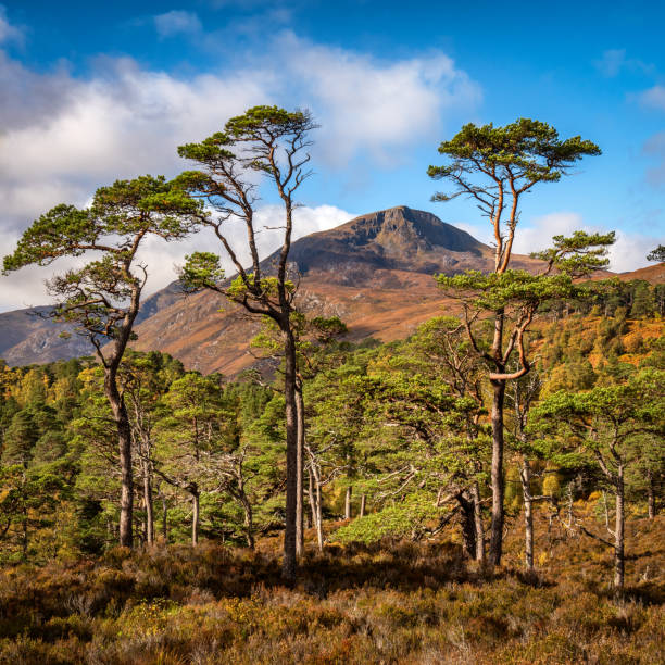 Wooded hillside covered in Christmas trees