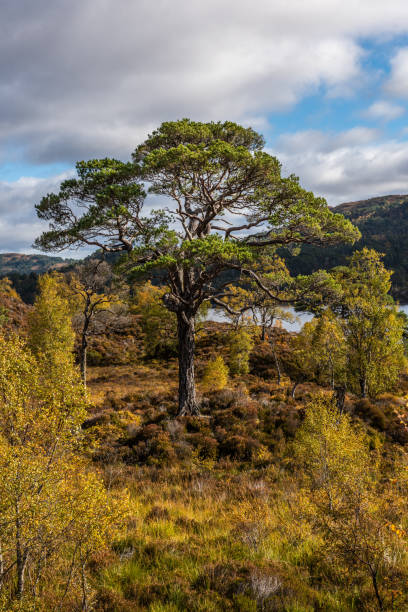 Single mature Scots Pine tree beside Loch Dughail in the Torridon region of Scotland.