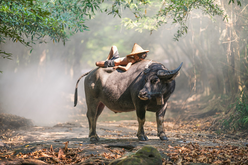 Udonthani , Thailand - April 28, 2019: Young Farmer take a nap on his buffalo in afternoon at north of thailand