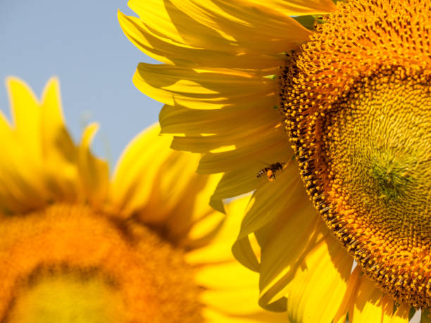 istock Bee collects nectar from a sunflower 1204212781