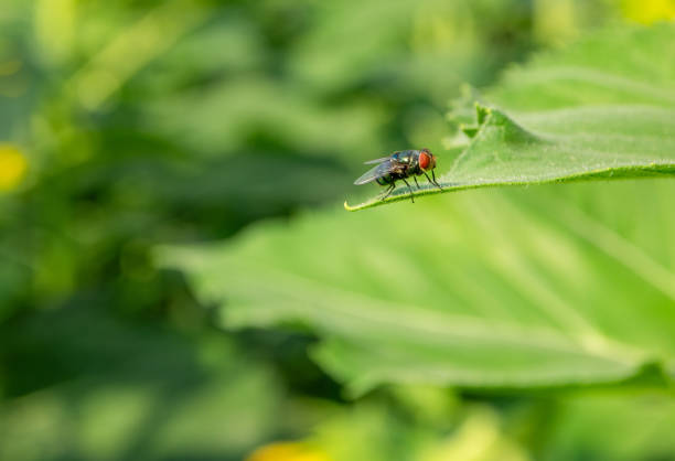 istock closeup of fly, House fly on leaf 1204212967