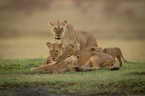 istock Lioness stands behind another with two cubs 1204213024
