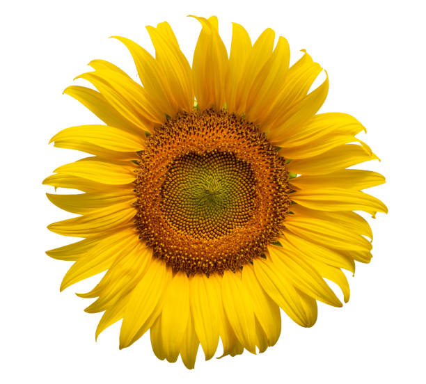 istock Sunflower flower, Closeup isolated on white background 1204213091