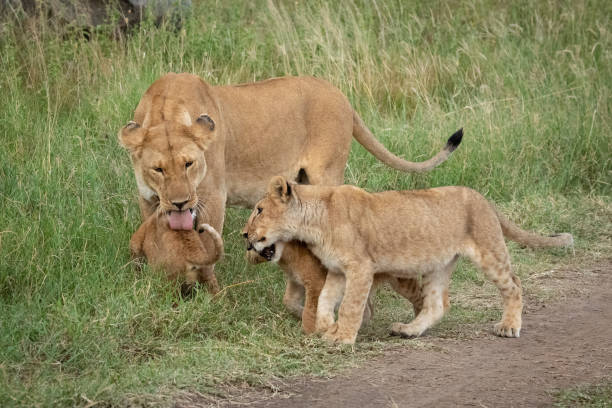 istock Lioness stands licking cub beside two others 1204213177