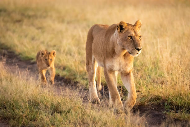 istock Lioness walking down sandy track with cub 1204213360