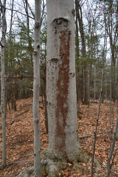 ブナ樹皮病のブナの木 - american beech ストックフォトと画像