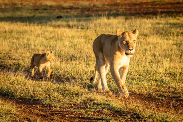 istock Lioness walking down track followed by cub 1204213418