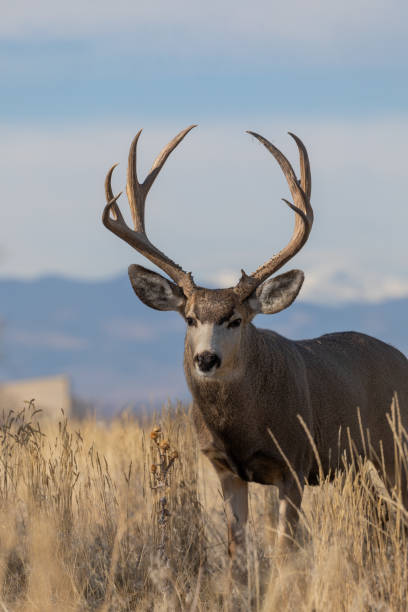 istock Mule Deer Buck in Fall in Colorado 1204213465