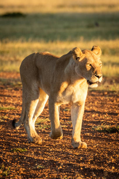 istock Lioness walks down airstrip in dawn light 1204213520