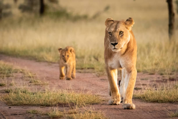 istock Lioness walks on sandy track with cub 1204213565