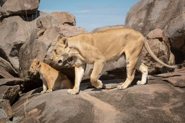 istock Lioness walks across kopje with sitting cub 1204213623