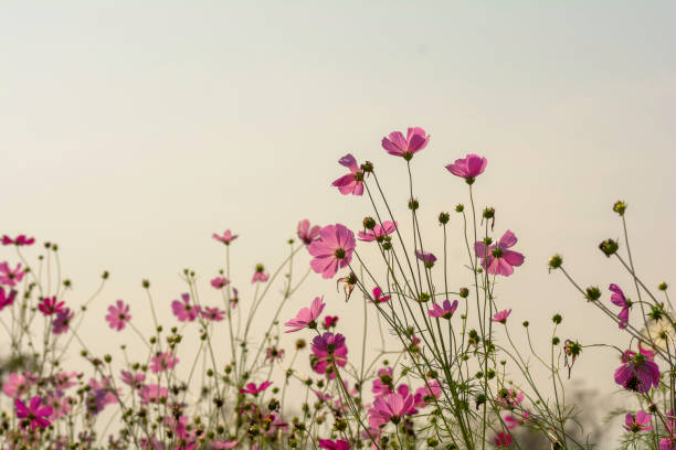 istock field of Pink cosmos flowers 1204213916