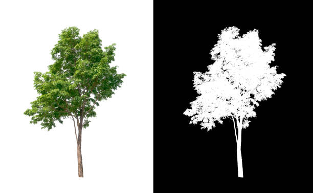 istock Tree on transparent picture background with clipping path, single tree with clipping path and alpha channel on black background 1204214647