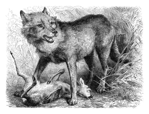 Wolves Hunting Drawings 2,500+ Wolf Hunting Stock Illustrations, Royalty-Free Vector Graphics ...