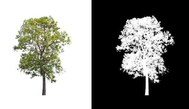 istock Tree on transparent picture background with clipping path, single tree with clipping path and alpha channel on black background 1204214845