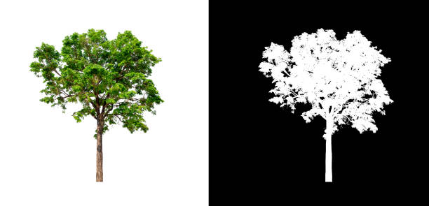 istock Tree on transparent picture background with clipping path, single tree with clipping path and alpha channel on black background 1204214947