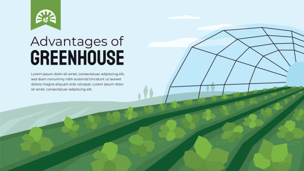 Greenhouse cultivation in agriculture Vector illustration of advantage of greenhouse. Polyhouse cultivation in agriculture. Design template for horticulture or agronomy. Template with greenhouse farming for banner, poster, flyer, layout. community garden sign stock illustrations