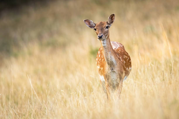 istock Attentive fallow deer doe watching and listening on a meadow with copy space 1204215075