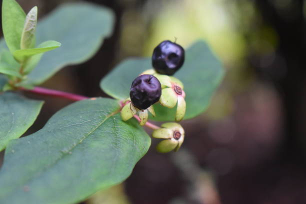 istock Close up seed and green leaves, Nature blurred background. 1204215328