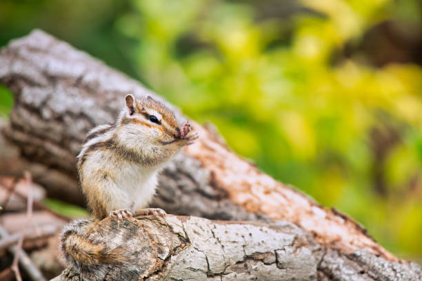 Free Stock Photo of Chipmunk resting on a weathered wooden log ...
