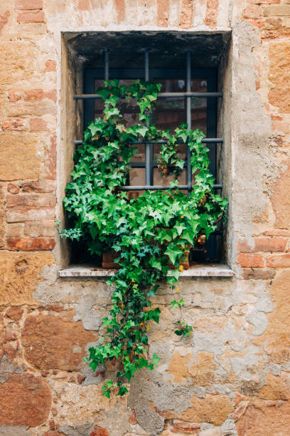 istock Window of an old rustic house with green plant growing on it 1204219426