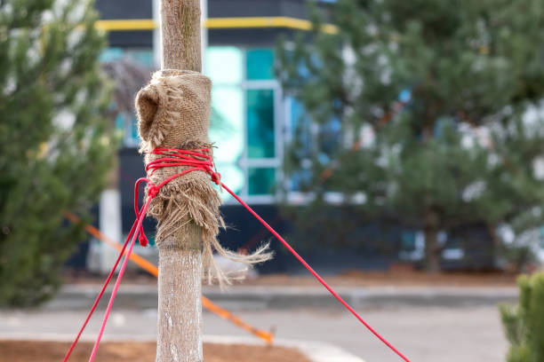 istock Young tree trunk wrapped in burlap and red ropes against a blurred background. Protecting trees from breaking and falling due to strong wind 1204220062