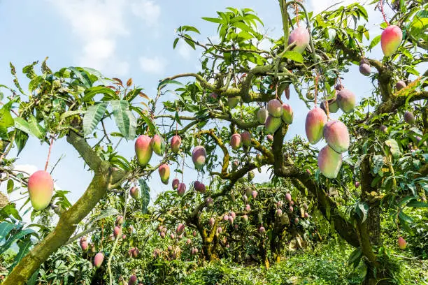 Photo of a lot of mango trees in the orchard