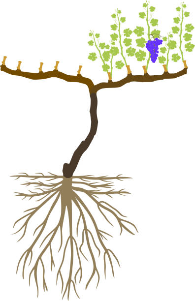 Grape pruning scheme: spur pruned. General view of grape vine plant with root system isolated on white background in dormant and growing season Grape pruning scheme: spur pruned. General view of grape vine plant with root system isolated on white background in dormant and growing season grape pruning stock illustrations