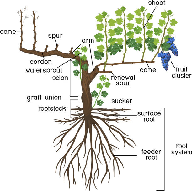 illustrations, cliparts, dessins animés et icônes de parties de la plante. morphologie de la plante de vigne de raisin avec le système de racine d’isolement sur le fond blanc. structure de la vigne - grape bunch fruit stem