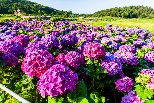 istock Hydrangea flowers are blooming in Yangmingshan. 1204220266