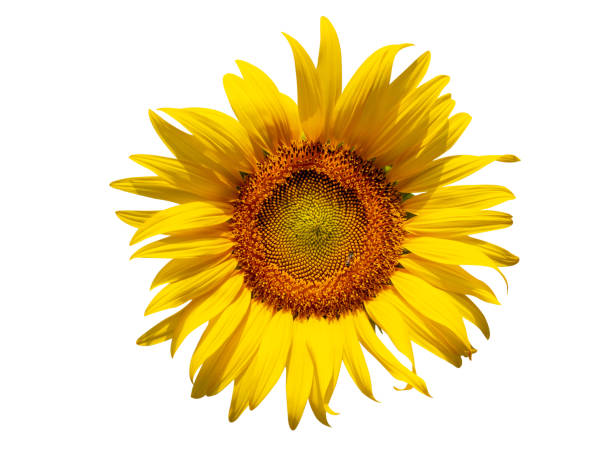 istock Sunflower flower, Closeup isolated on white background 1204220453