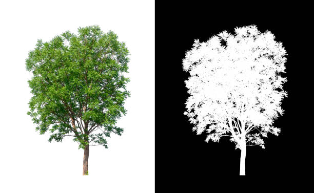 istock Tree on transparent picture background with clipping path, single tree with clipping path and alpha channel on black background 1204220488