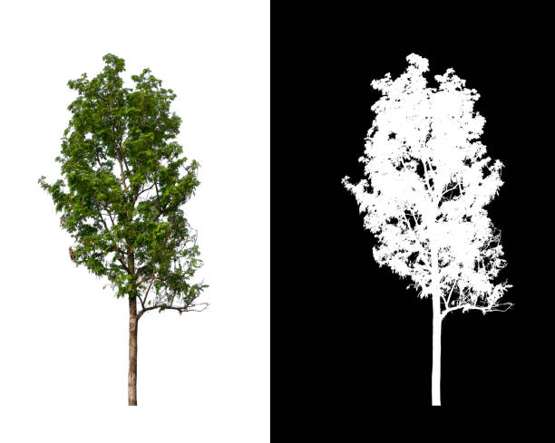istock Tree on transparent picture background with clipping path, single tree with clipping path and alpha channel on black background 1204221072